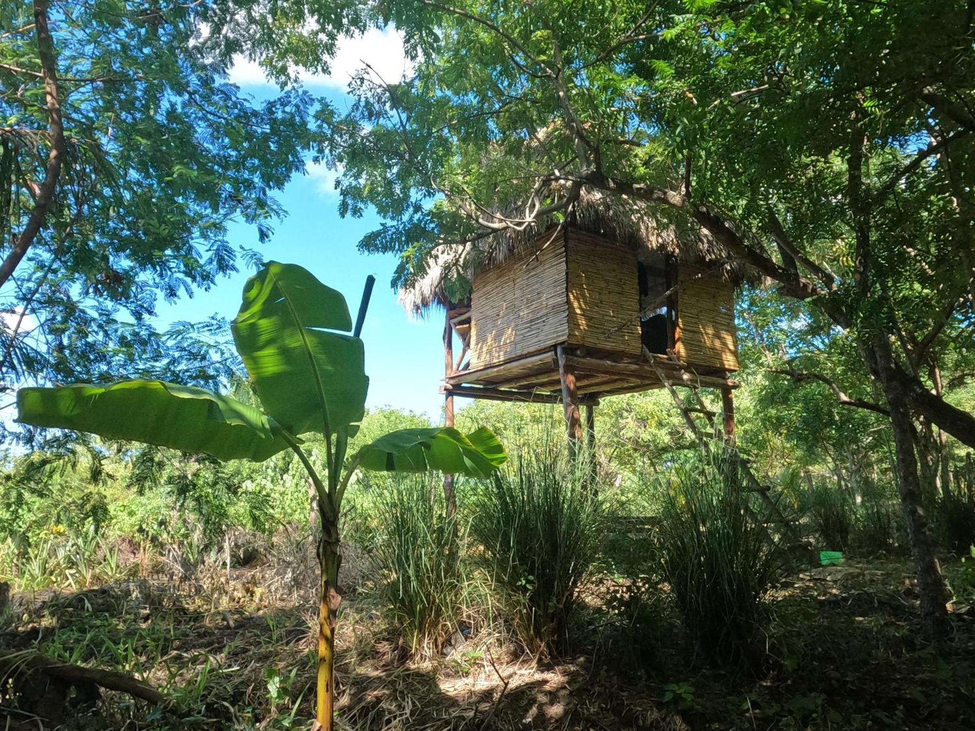 Palapa Hostel Transito المظهر الخارجي الصورة
